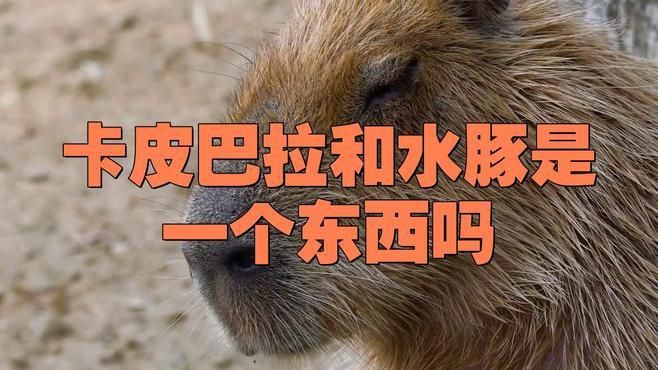 卡皮巴拉和水豚的區別在哪，卡皮巴拉與水豚有什么區別？