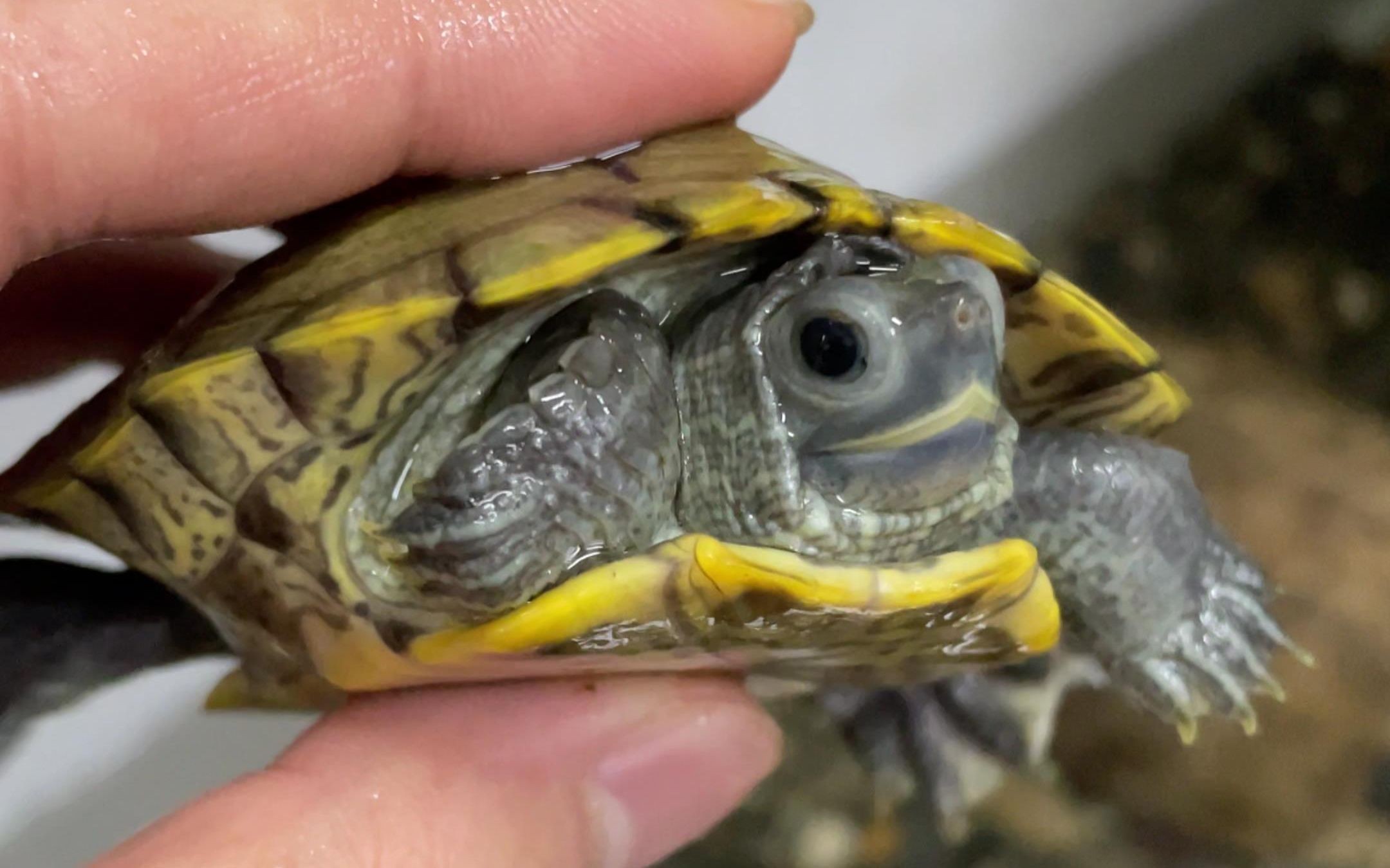 博特拉大學吧(博特拉大學國內認可嗎)