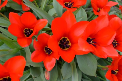 什么叫做過背金龍魚的養殖要點過背金龍魚的繁殖與選種過背金龍魚，什么叫做過背金龍魚呢