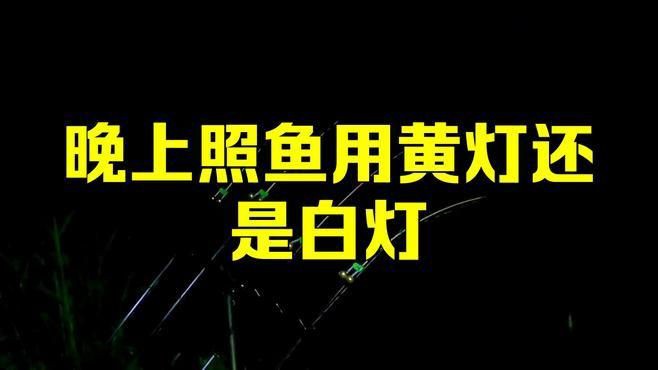 晚上照水下魚用黃燈還是白燈，夜晚釣魚燈光技巧,四種顏色誘魚效果大揭秘 晚上照水下魚用黃燈還是白燈，夜晚釣魚燈光技巧,四種顏色誘魚效果大揭秘 龍魚百科 第3張
