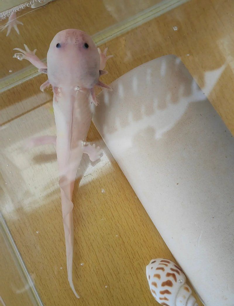 紅龍腮部顏色變化的原因，紅龍腮部顏色變化受多重因素影響呈現動態發育特征