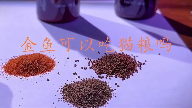 貓糧和魚哪個好，貓糧和魚哪個好雞/魚/鴿肉營養對比