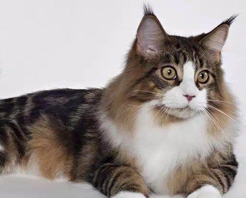 貓糧和魚哪個好，貓糧和魚哪個好雞/魚/鴿肉營養對比