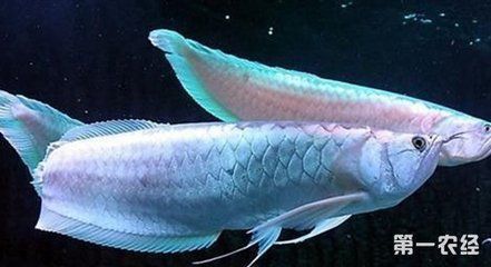 龍魚訓(xùn)食飼料的方法vs祥龍魚場：祥龍魚場在訓(xùn)練龍魚食用飼料方面所采取的方法和優(yōu)缺點