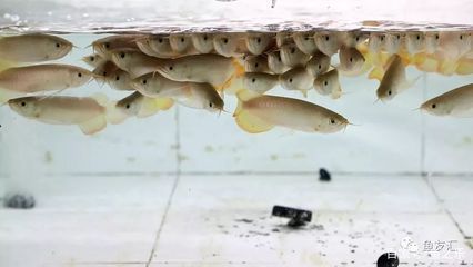 龍魚訓(xùn)食飼料的方法vs祥龍魚場：祥龍魚場在訓(xùn)練龍魚食用飼料方面所采取的方法和優(yōu)缺點