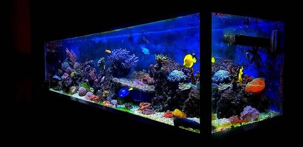 海水魚缸視頻視頻素材：關于海水魚缸的視頻素材