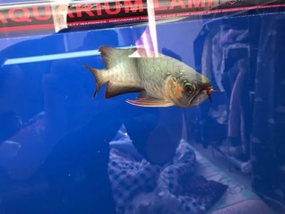 養(yǎng)小龍魚好嗎風(fēng)水好嗎（養(yǎng)龍魚可以帶來好運(yùn)和財(cái)富的風(fēng)水做法，養(yǎng)龍魚的擺放位置）