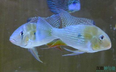 銀龍魚怎么喂食長的快些(銀龍魚多久喂一次魚食)