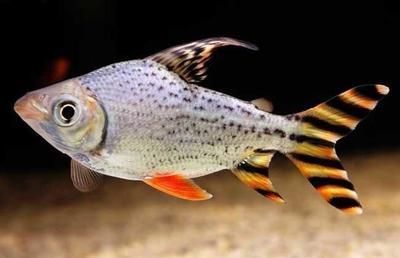 銀龍魚苗生長速度怎么樣(銀龍魚苗長什么樣) 銀龍魚苗生長速度怎么樣(銀龍魚苗長什么樣) 銀龍魚百科 第1張
