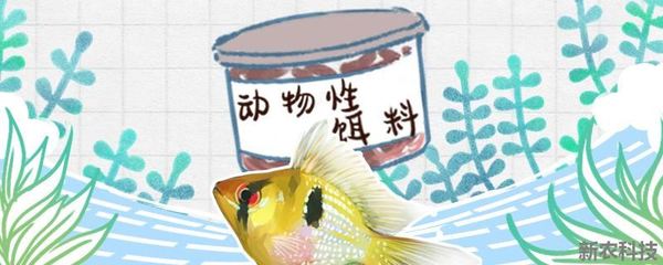 藍底過背金龍魚怎么樣（藍底過背金龍魚怎樣養）