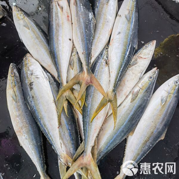 拉倫魚多少錢一斤，海釣拉倫魚即釣即放血的刺身級船靠岸發(fā)貨刺身、香煎惠農(nóng)網(wǎng)