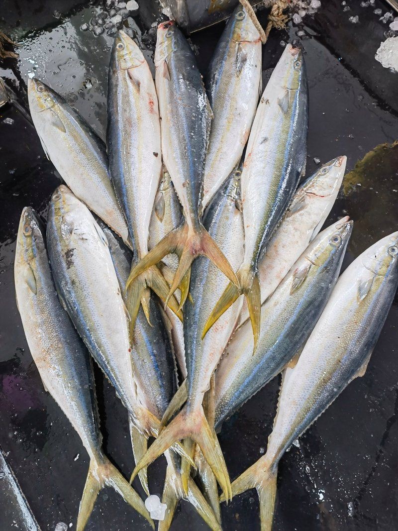 拉倫魚多少錢一斤，海釣拉倫魚即釣即放血的刺身級船靠岸發(fā)貨刺身、香煎惠農(nóng)網(wǎng)