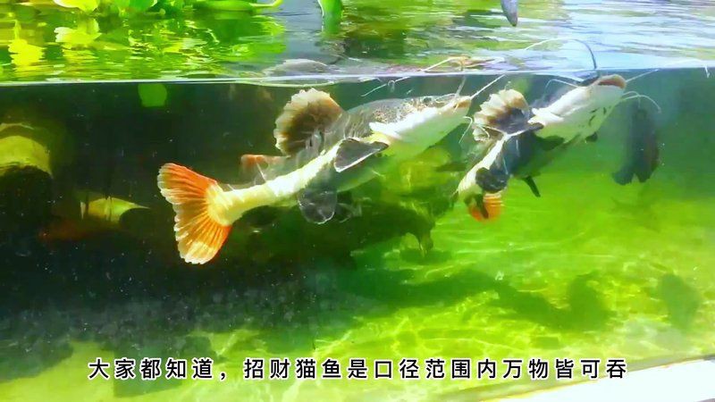 貓魚共養的最佳布局，《貓魚共養的最佳布局》