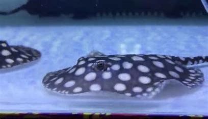 寶鉆和博特魚缸第三代怎么樣，博特魚缸和寶鉆魚缸哪個好