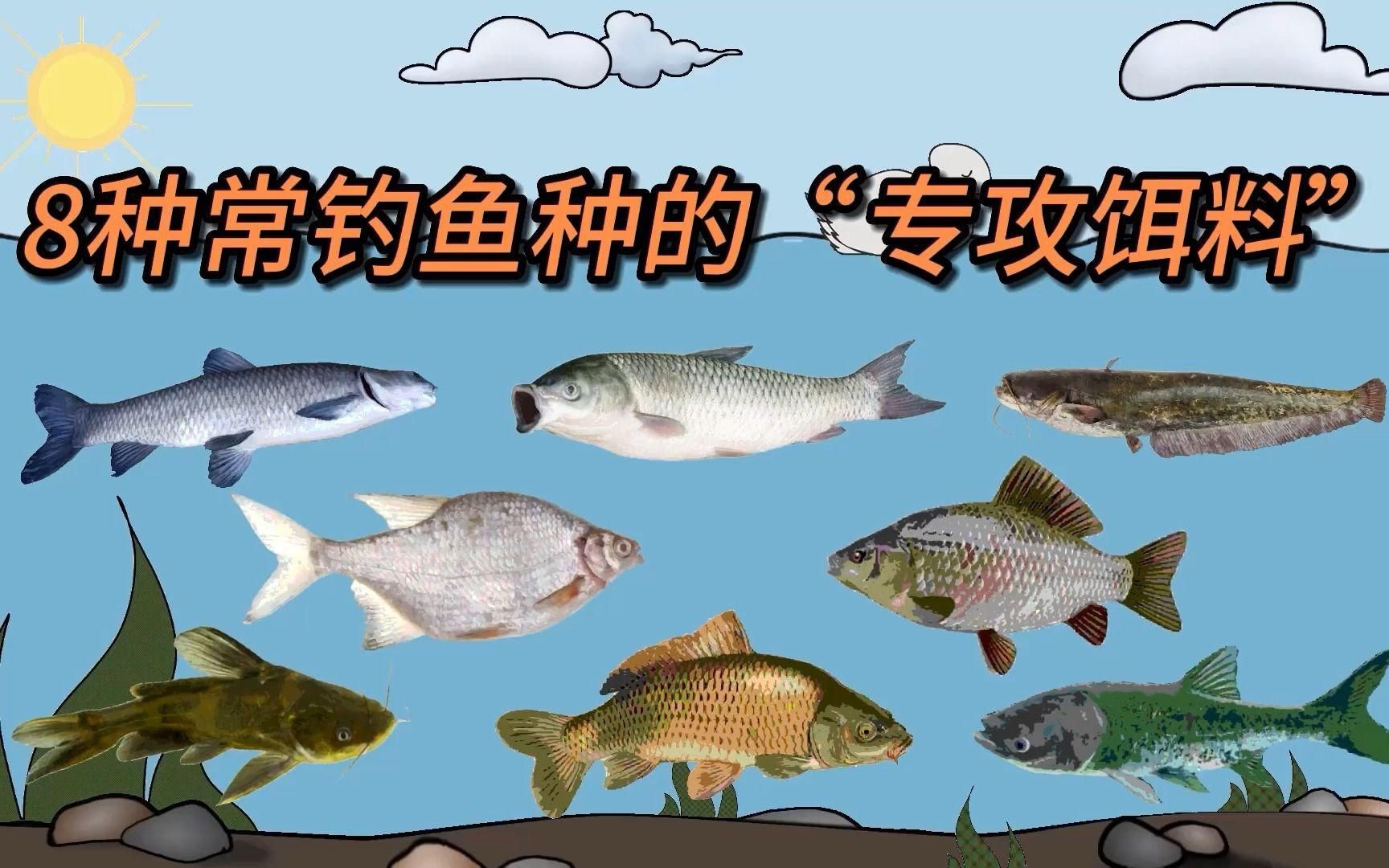 各種魚喜歡吃什么餌料，各種魚喜歡吃什么餌料,釣魚必備技巧