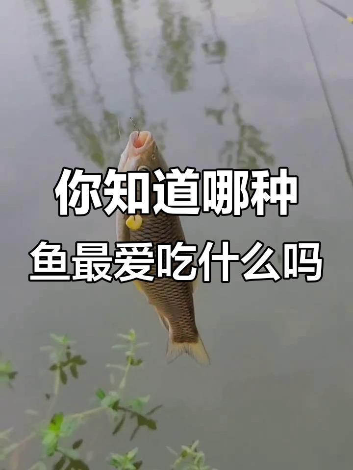 各種魚喜歡吃什么餌料，各種魚喜歡吃什么餌料,釣魚必備技巧