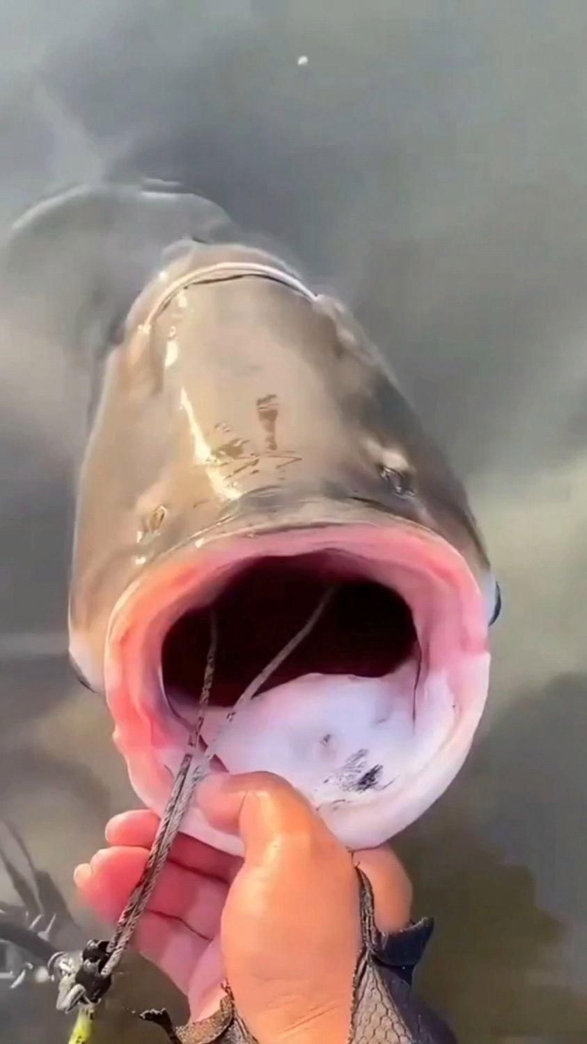 各種魚喜歡吃什么餌料，各種魚喜歡吃什么餌料,釣魚必備技巧