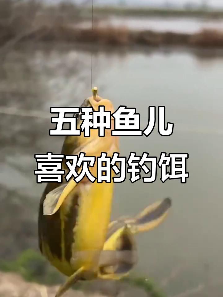 各種魚喜歡吃什么餌料，各種魚喜歡吃什么餌料,釣魚必備技巧