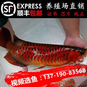 紅龍魚證書查詢：紅龍魚證書查詢常見問題