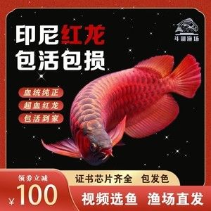 紅龍魚證書查詢：紅龍魚證書查詢常見問題