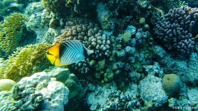 全球十大名貴魚(yú)，全球十大名貴魚(yú)排行榜