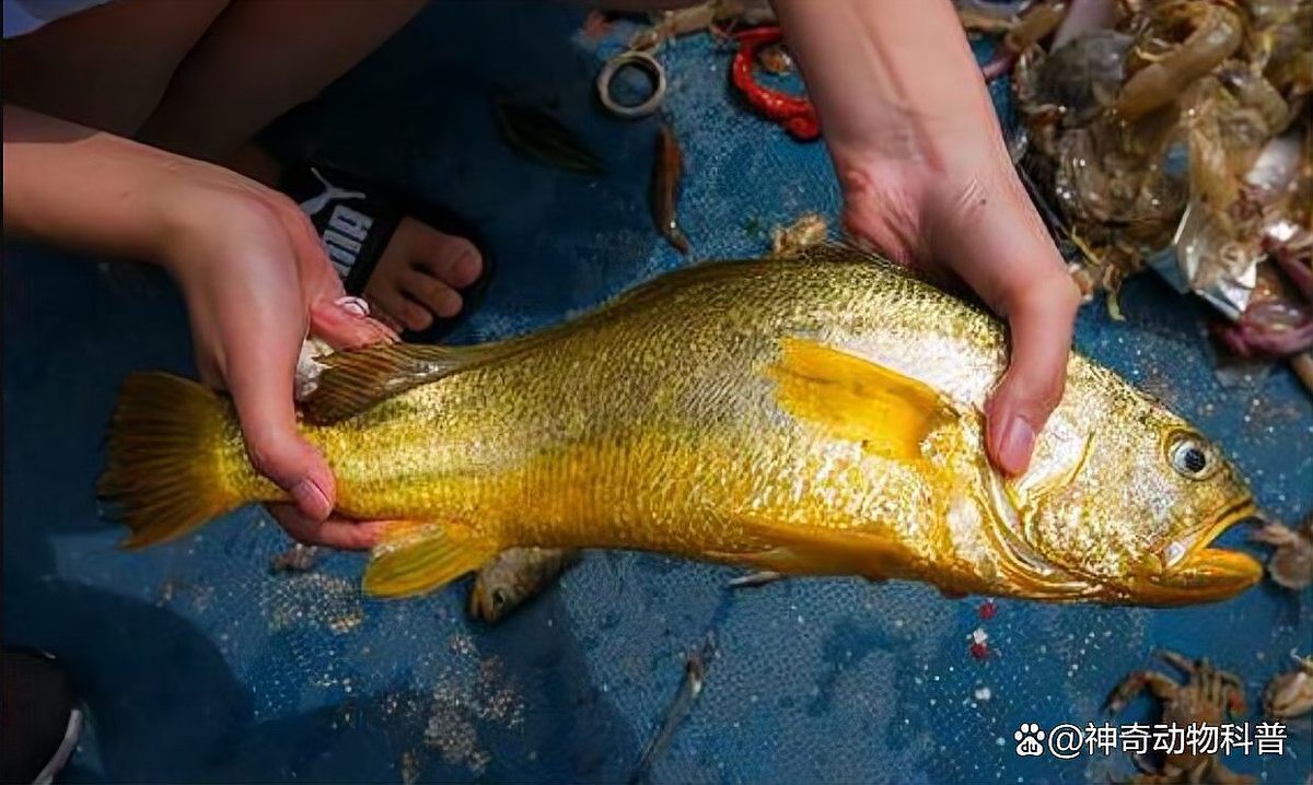 全球十大名貴魚(yú)，全球十大名貴魚(yú)排行榜