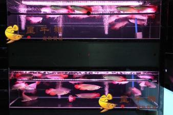 15cm過背金龍魚的價格（金龍魚長30cm價格）
