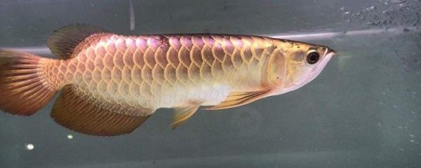 龍魚爛鱗要拔掉鱗片嗎怎么治vs祥龍魚場：龍魚爛鱗病因及預防