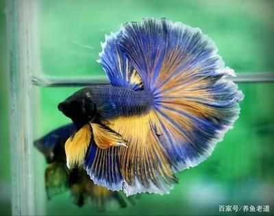 大魚缸養什么魚不用加熱