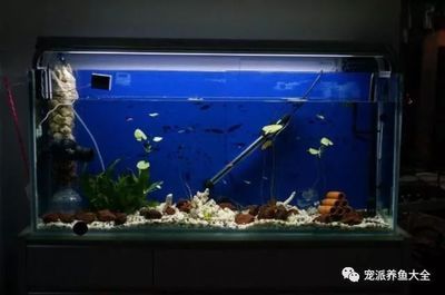 大魚缸養什么魚不用加熱