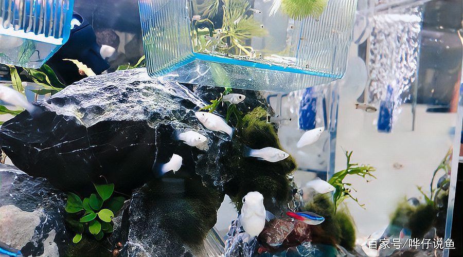 瑪麗魚最貴三個顏色，當前市場中最貴的瑪麗魚品種萌寵三三曾經風靡一時的瑪麗魚 瑪麗魚最貴三個顏色，當前市場中最貴的瑪麗魚品種萌寵三三曾經風靡一時的瑪麗魚 龍魚百科 第2張