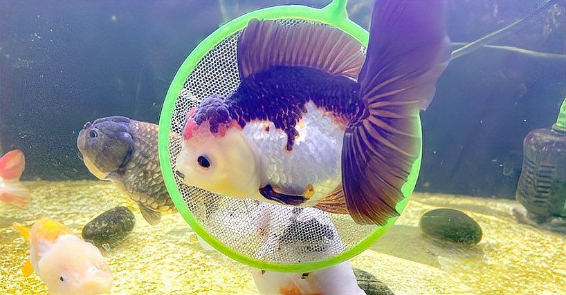 瑪麗魚最貴三個顏色，當前市場中最貴的瑪麗魚品種萌寵三三曾經風靡一時的瑪麗魚 瑪麗魚最貴三個顏色，當前市場中最貴的瑪麗魚品種萌寵三三曾經風靡一時的瑪麗魚 龍魚百科 第4張
