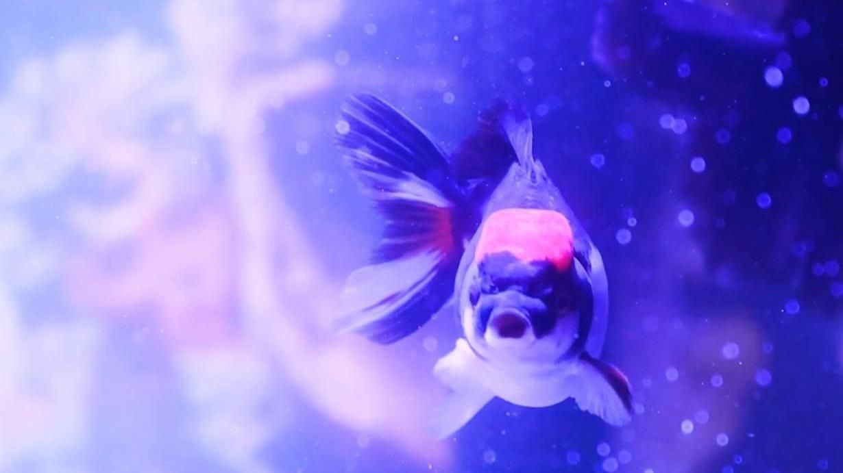 瑪麗魚最貴三個顏色，當前市場中最貴的瑪麗魚品種萌寵三三曾經風靡一時的瑪麗魚 瑪麗魚最貴三個顏色，當前市場中最貴的瑪麗魚品種萌寵三三曾經風靡一時的瑪麗魚 龍魚百科 第3張