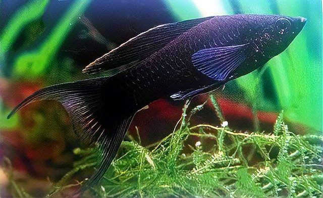 瑪麗魚最貴三個顏色，當前市場中最貴的瑪麗魚品種萌寵三三曾經風靡一時的瑪麗魚 瑪麗魚最貴三個顏色，當前市場中最貴的瑪麗魚品種萌寵三三曾經風靡一時的瑪麗魚 龍魚百科 第5張