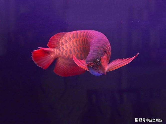 清江浦區連連有魚水族館（連連漁莊怎么樣）