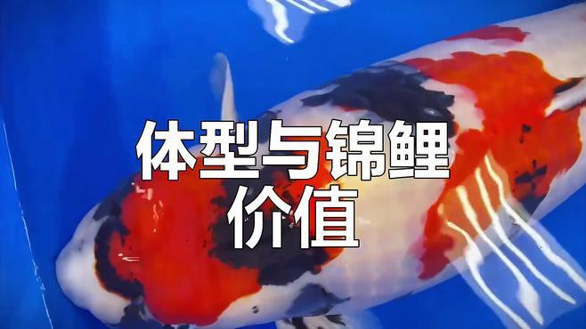 丹三錦鯉的評判標準有哪些，丹三錦鯉的評價標準