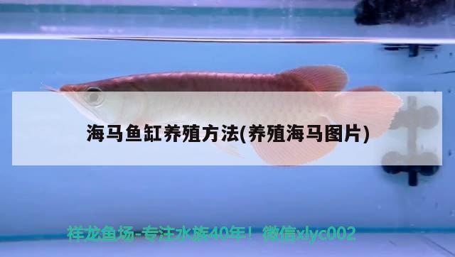海馬魚缸養(yǎng)殖方法(養(yǎng)殖海馬圖片)