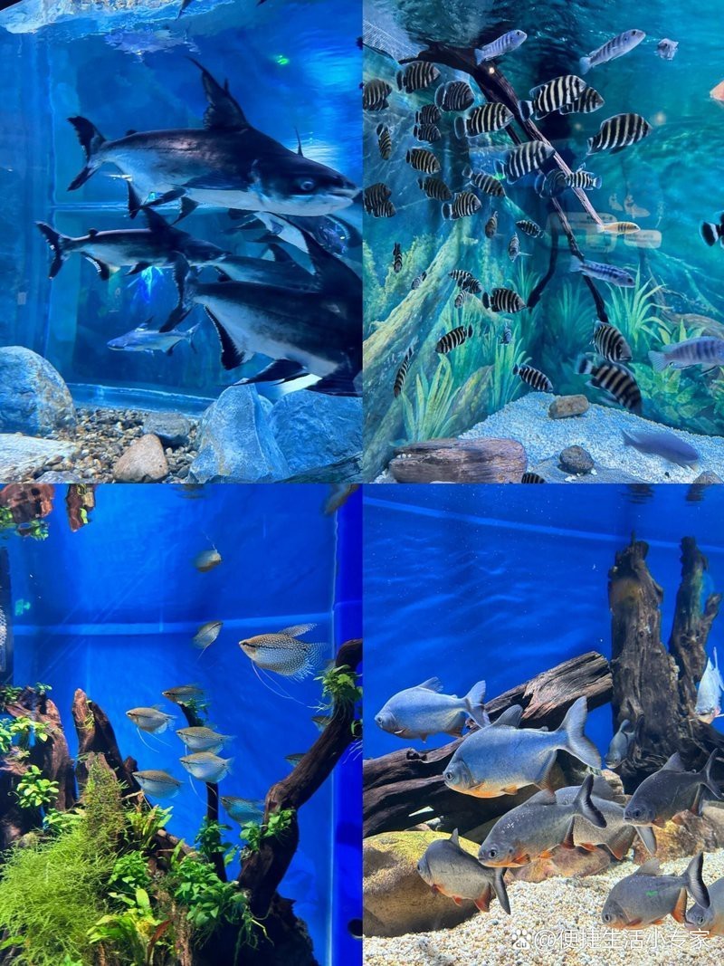 柯橋水族店，柯橋有哪些水族店淺墨水族館的聯系方式是什么
