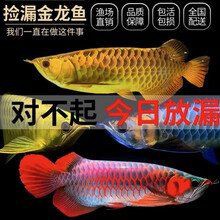 紅龍過背金龍魚的市場價值，想養條金龍魚,金龍魚的價格大概是多少