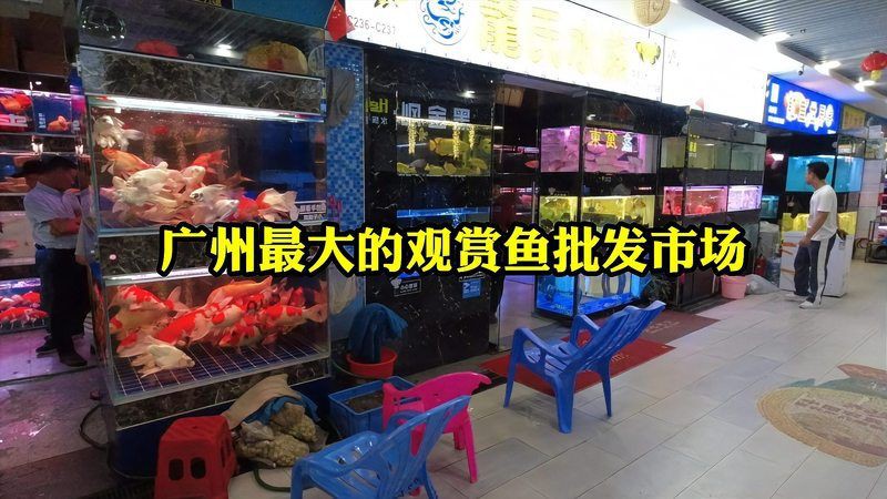 最大魚餌批發市場，中國規模最大的魚餌批發市場