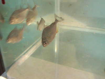 淡水白鯧養在魚缸怎么養