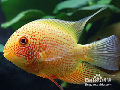 銀龍魚幾點喂食好(銀龍魚喂食是晚上喂還是白天喂) 銀龍魚百科 第2張 銀龍魚幾點喂食好(銀龍魚喂食是晚上喂還是白天喂) 銀龍魚幾點喂食好(銀龍魚喂食是晚上喂還是白天喂) 銀龍魚百科 第2張