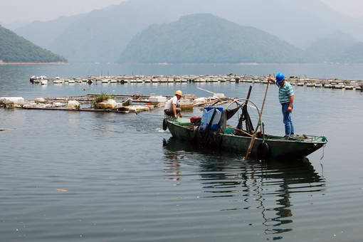 虎魚養幾只不打架了：虎魚養幾只不打架