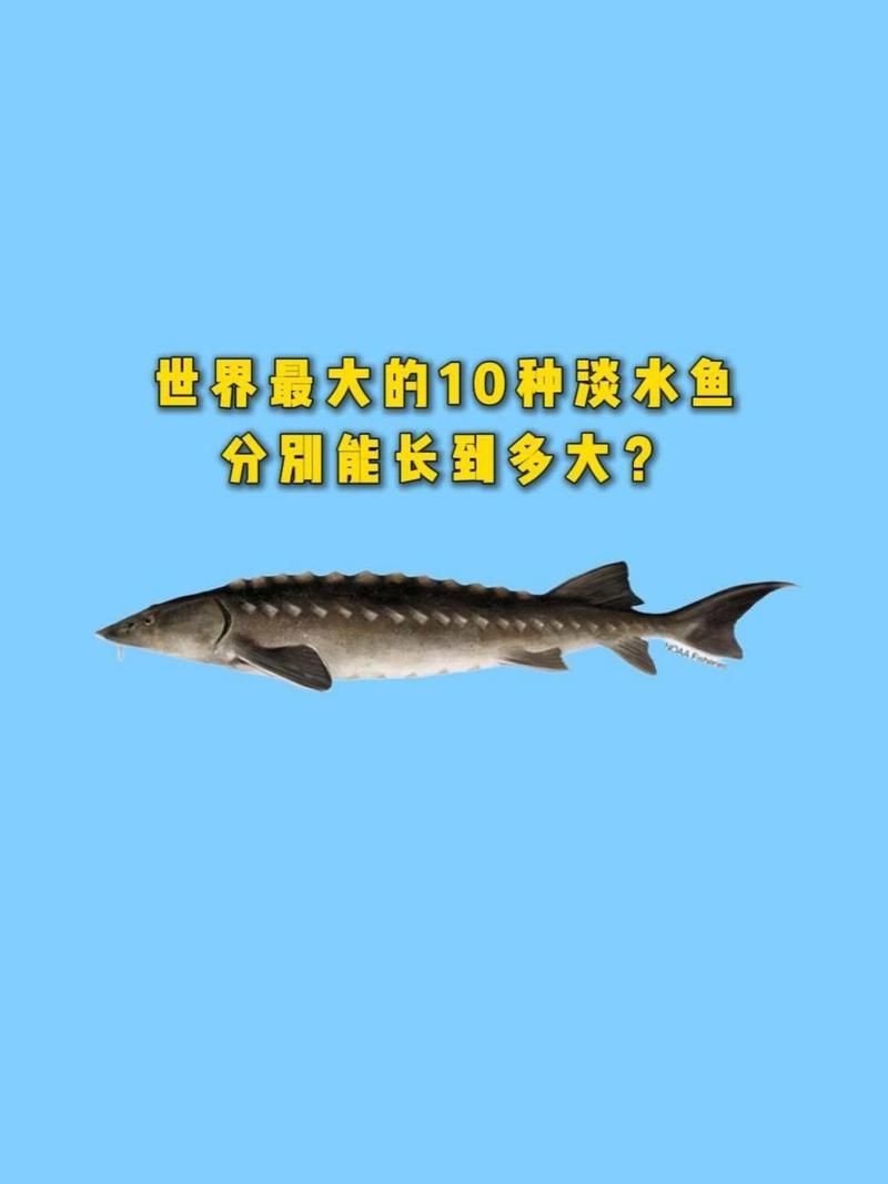 巨骨舌魚最大能長到多少米，世界最大淡水魚最大能長多大,網友：快打死它們,快打死它們