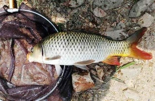 博特魚缸怎么換水(博特魚缸怎么換水視頻)