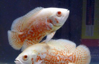 銀龍魚刺多嗎(銀龍魚刺多嗎圖片)