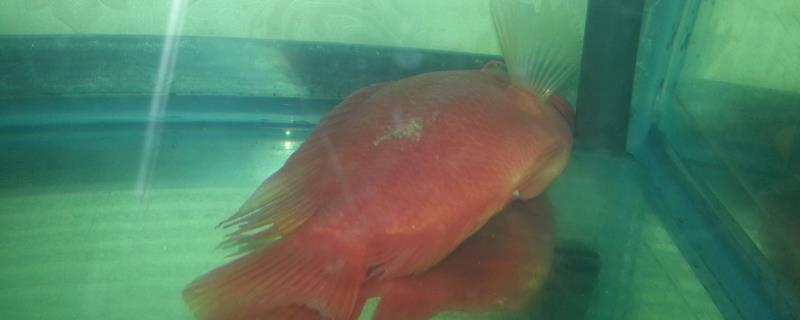 森森壁掛過濾器濾材怎么放