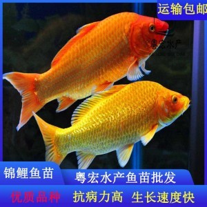 銀龍魚在哪買(有銀龍魚嗎)