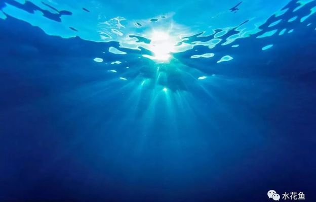 養龍魚ph值低了怎么辦vs祥龍魚場：龍魚ph值偏低怎么辦