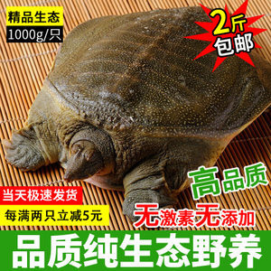 森森魚缸實體店買還是網上買